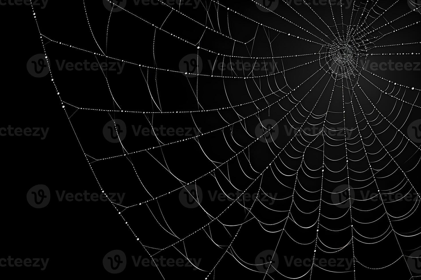 spider web dark background, dewy cobwebs, photo