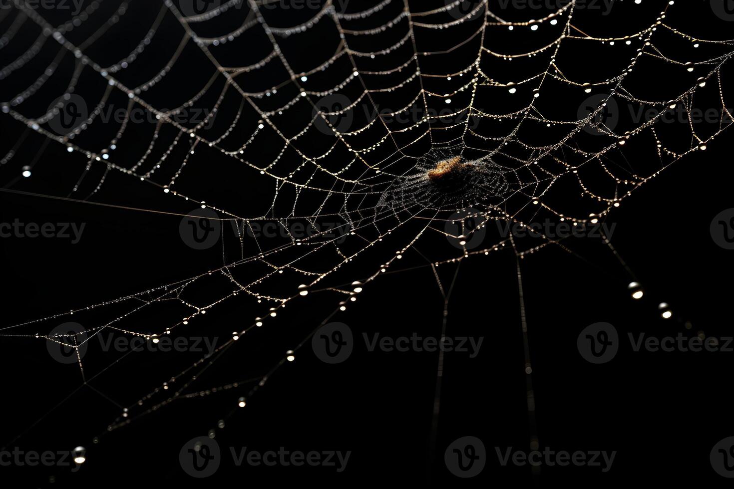 spider web isolated on black background, dewy cobwebs, photo