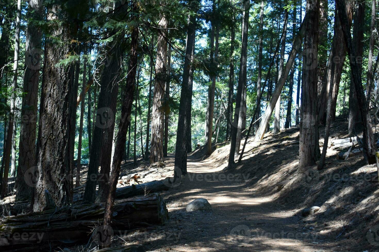 Rustic Roads and Paths in forest photo