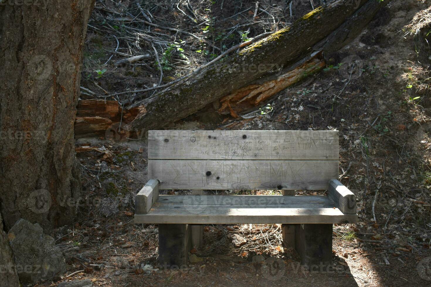 Rustic Campground Trees, bench and picnic tables photo