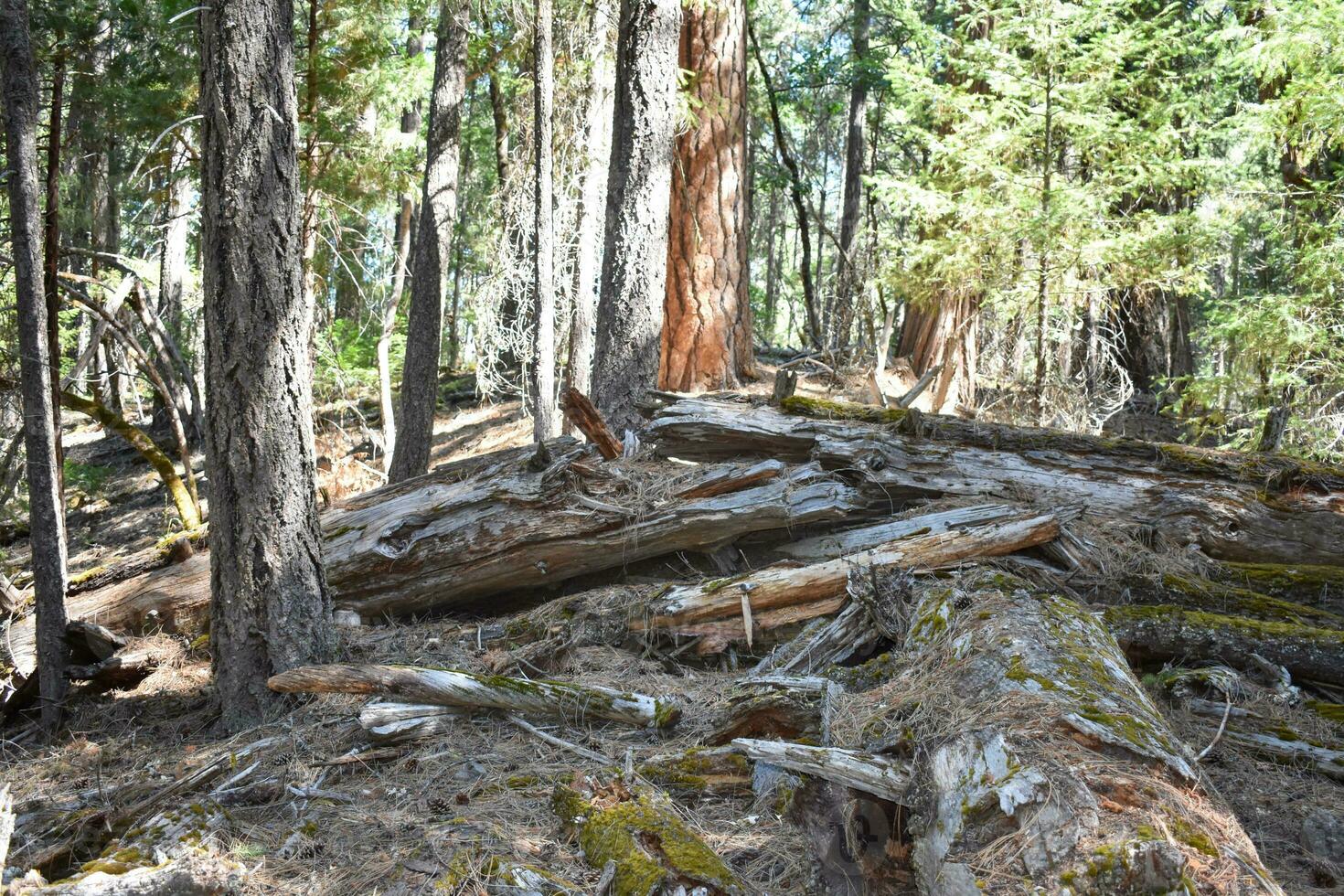 Rustic Wood Backdrop Tree's in Forest photo