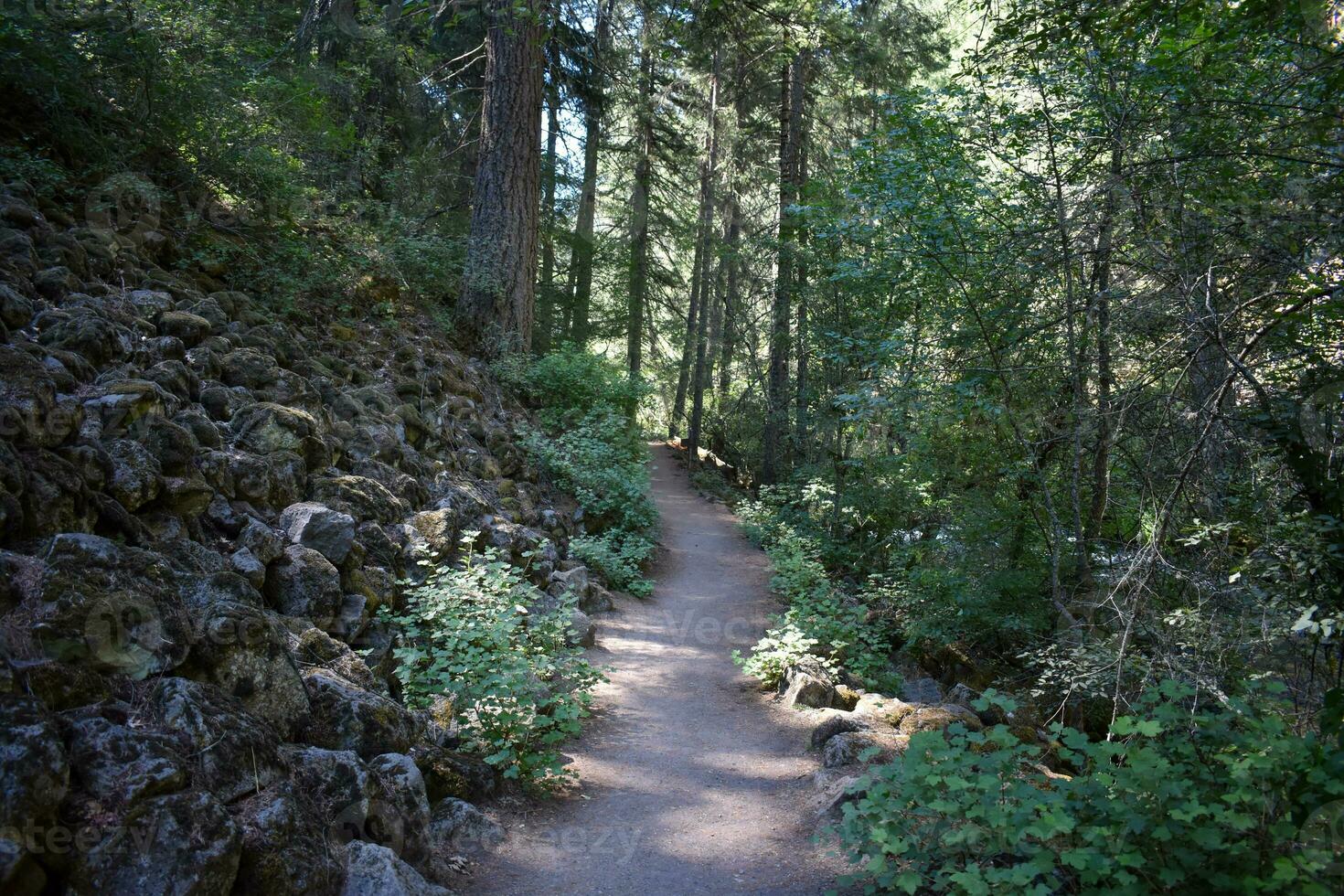 Rustic Roads and Paths in forest photo