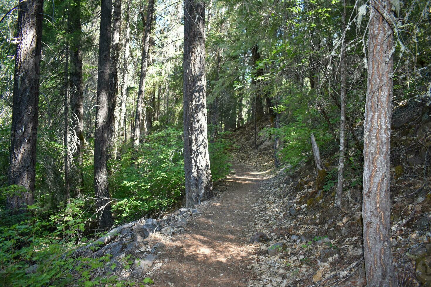 Rustic Roads and Paths in forest photo
