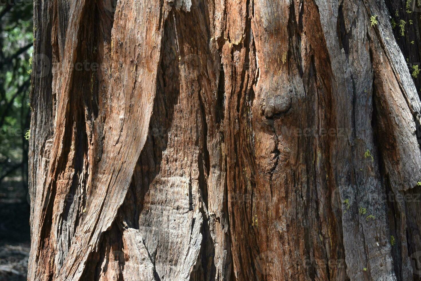Rustic Wood Backdrop Tree's in Forest photo