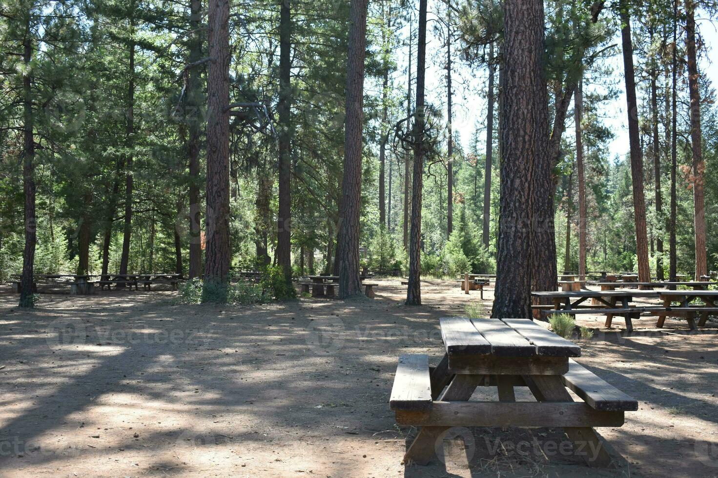 rústico terreno de camping árboles, banco y picnic mesas foto