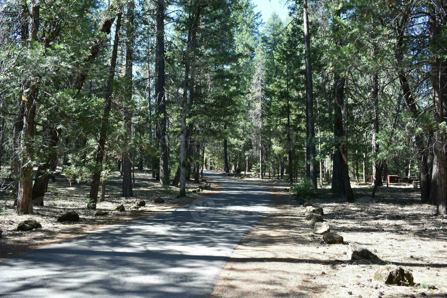 Rustic Roads and Paths in forest photo