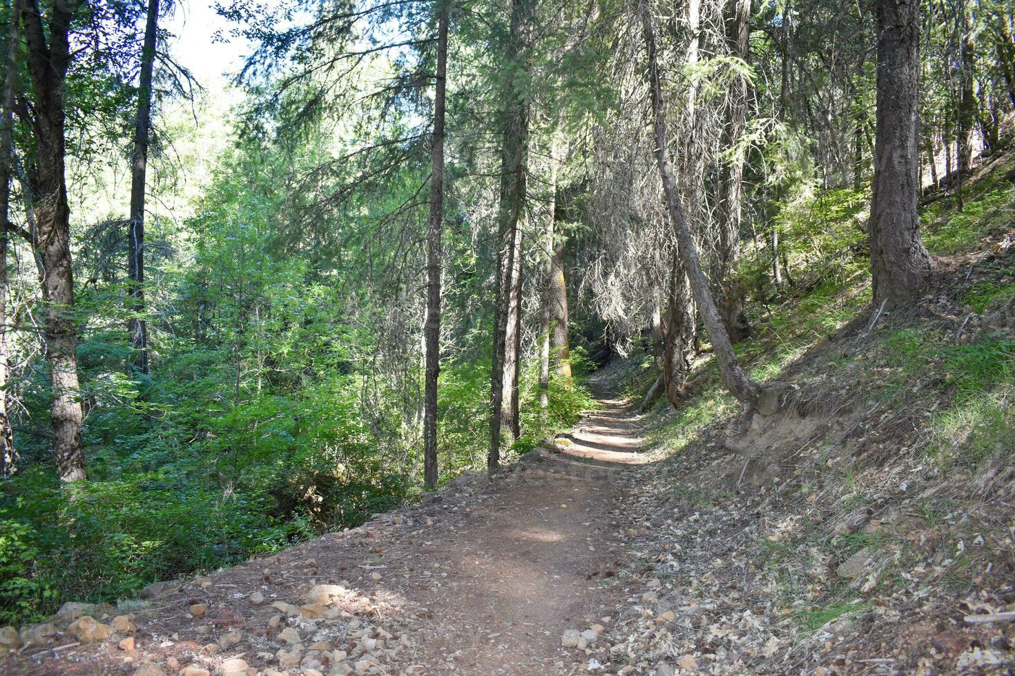 rústico carreteras y rutas en bosque foto