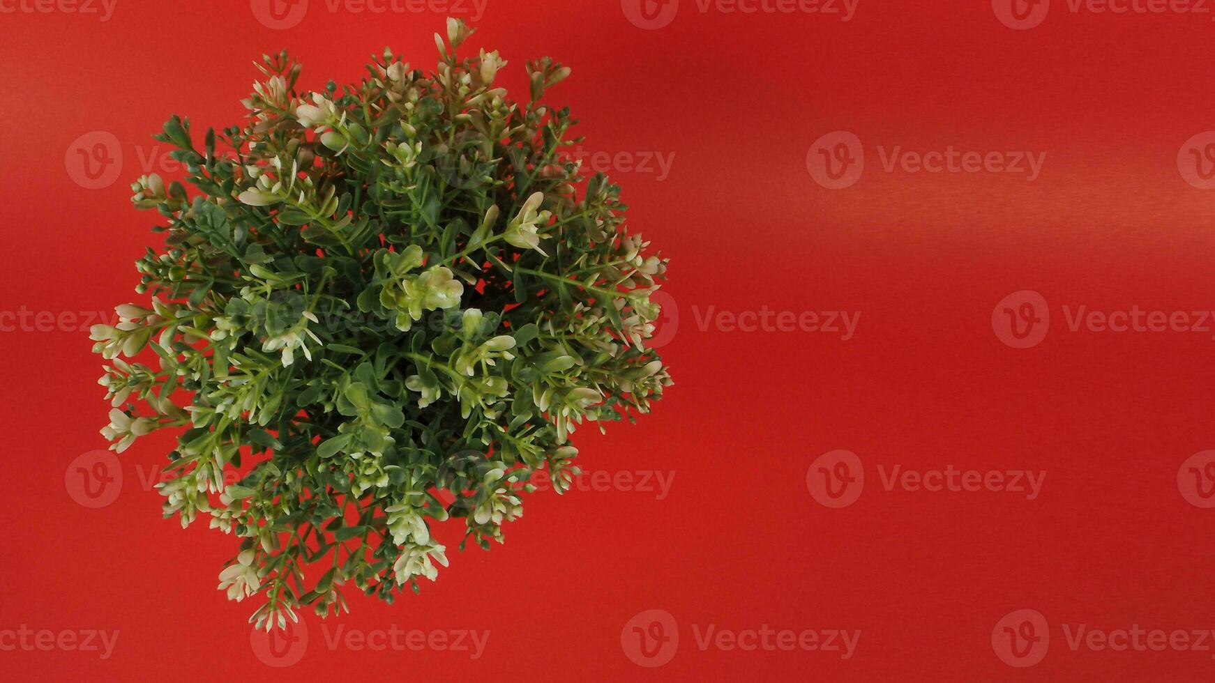 Artificial cactus plants or plastic or fake tree on red background. photo