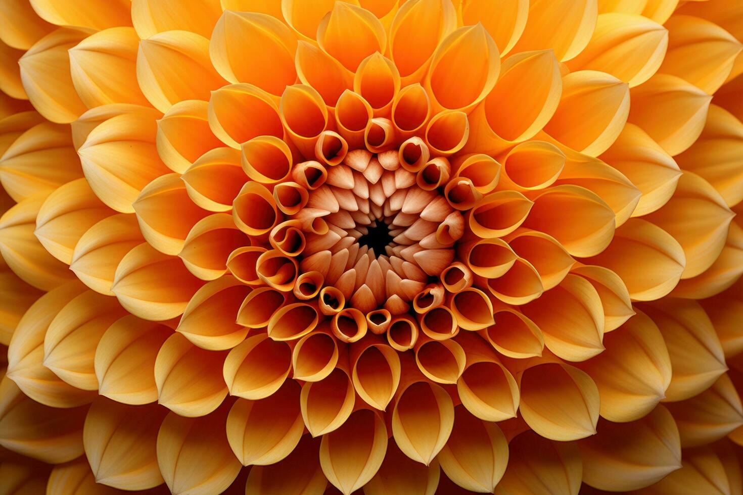 Yellow dahlia flower closeup background photo