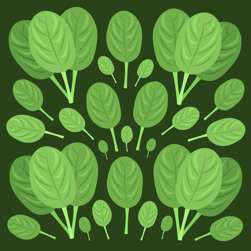 Spinach vector illustration for graphic design and decorative element