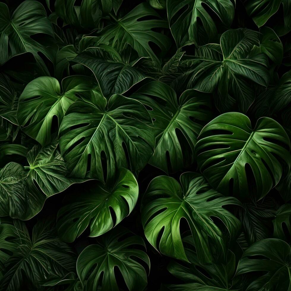 Tropical leaves wallpaper photo