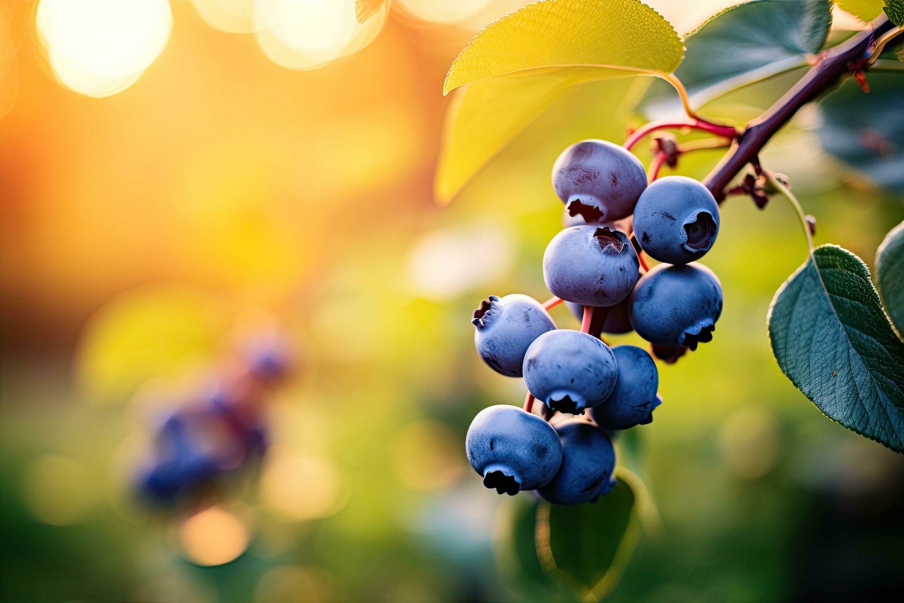 Bunch of ripe blueberries on a branch in the garden. A branch with