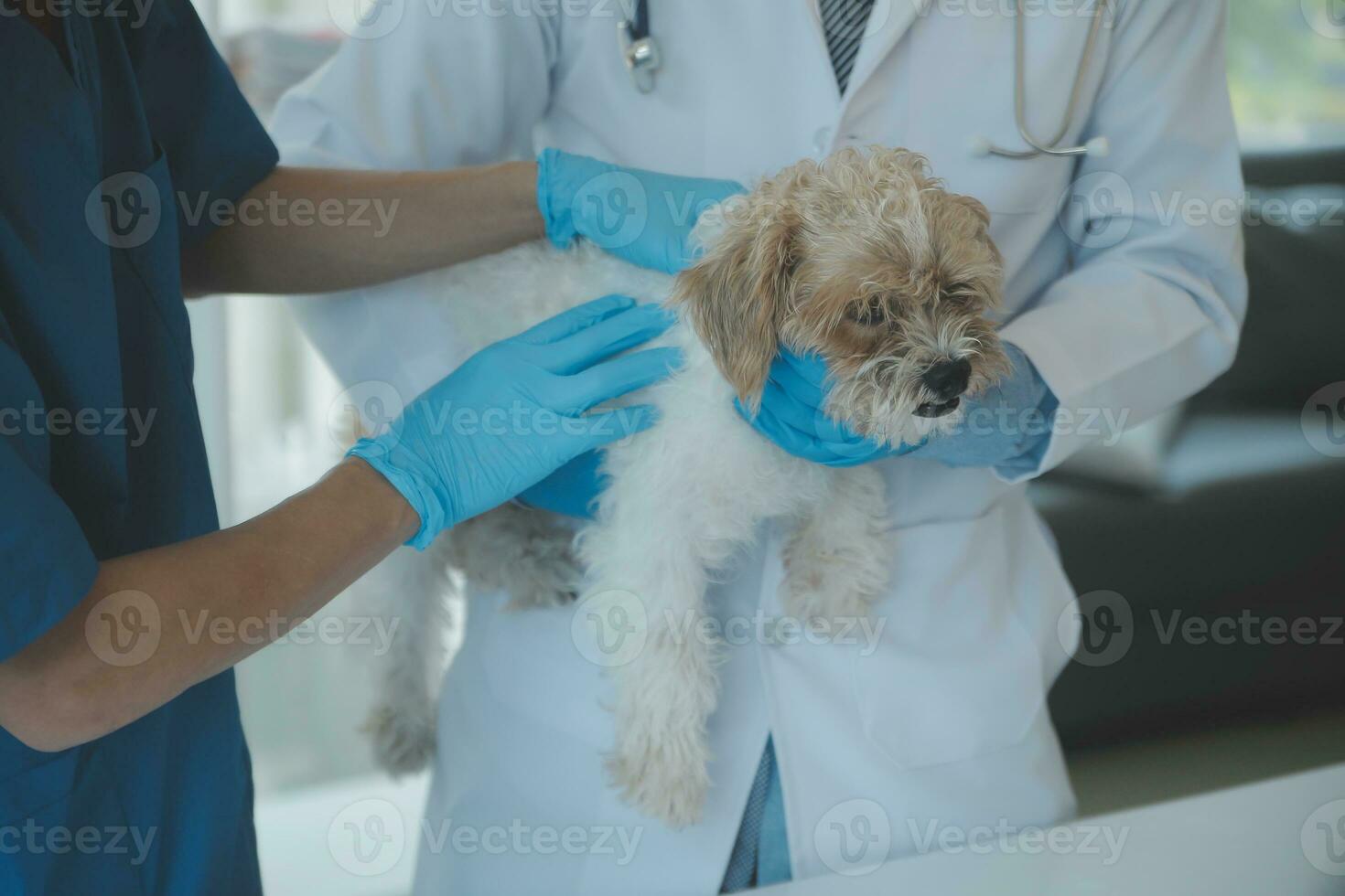 Vet examining dog and cat. Puppy and kitten at veterinarian doctor. Animal clinic. Pet check up and vaccination. Health care. photo