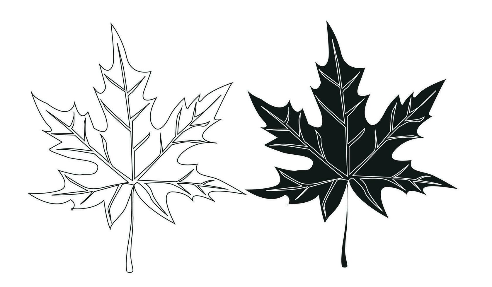 maple leaf painted in black and white vector