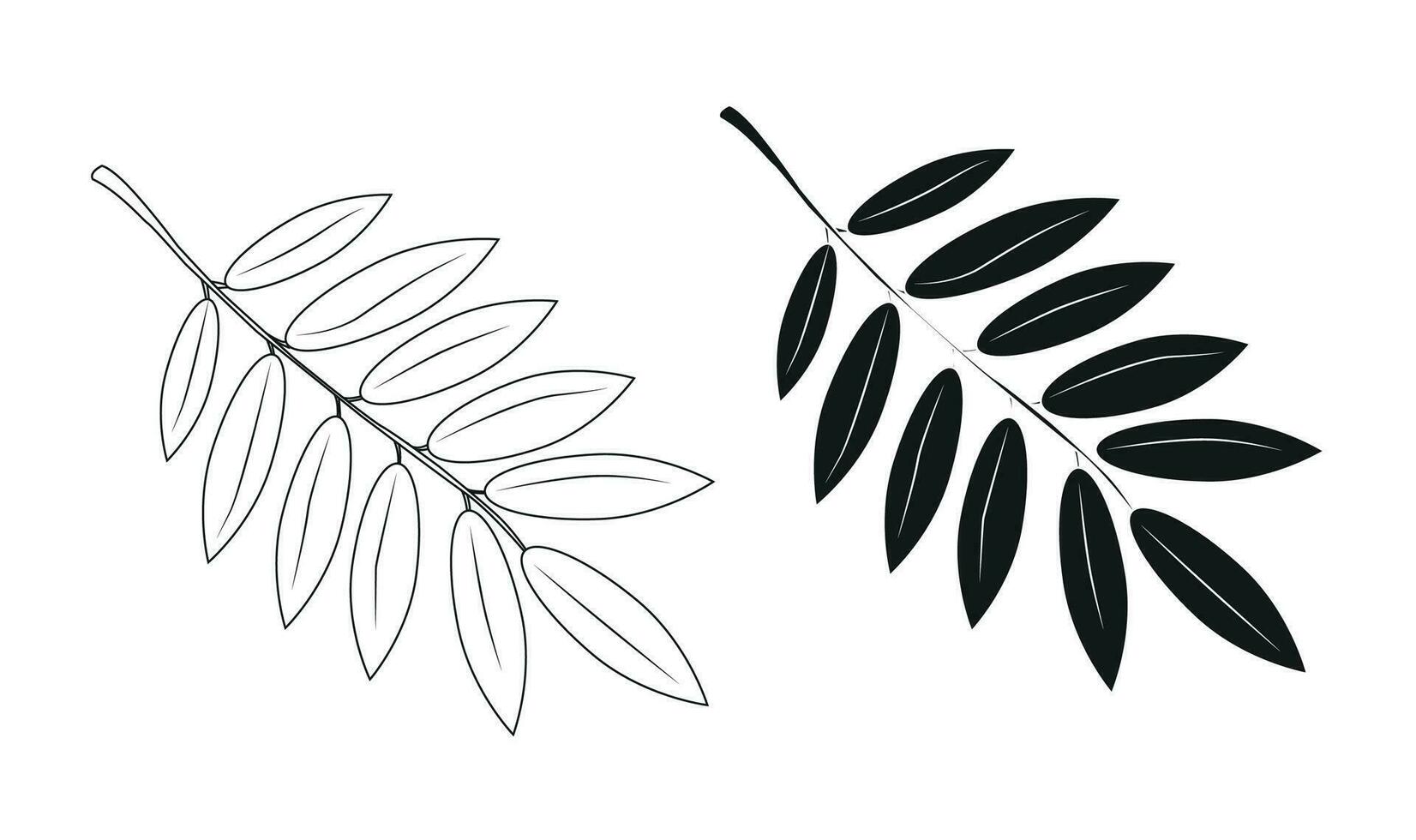 a leaf from a mountain ash 27013032 Vector Art at Vecteezy