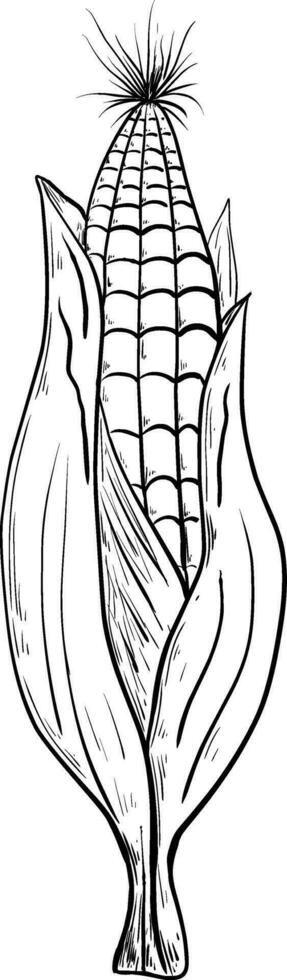 Fresh corn. Corn in the leaves. Vegetable ingredient for the kitchen. vector