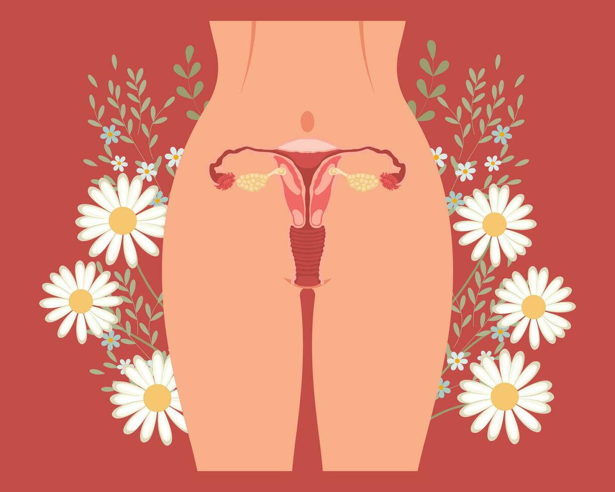 menstrual período aterrizaje página modelo. hembra cuerpo, mujer ingle con flores mujer salud concepto. ilustración, vector