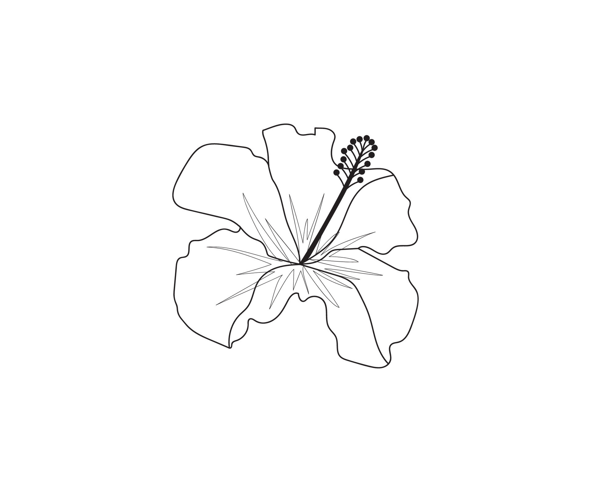 Joba or hibiscus flower drawing vector line art icon graphics coloring ...