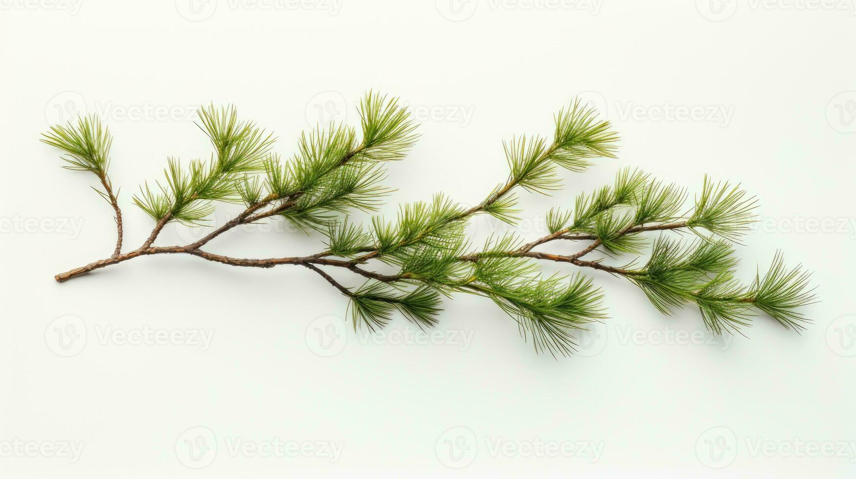 Pine branches, Stock image