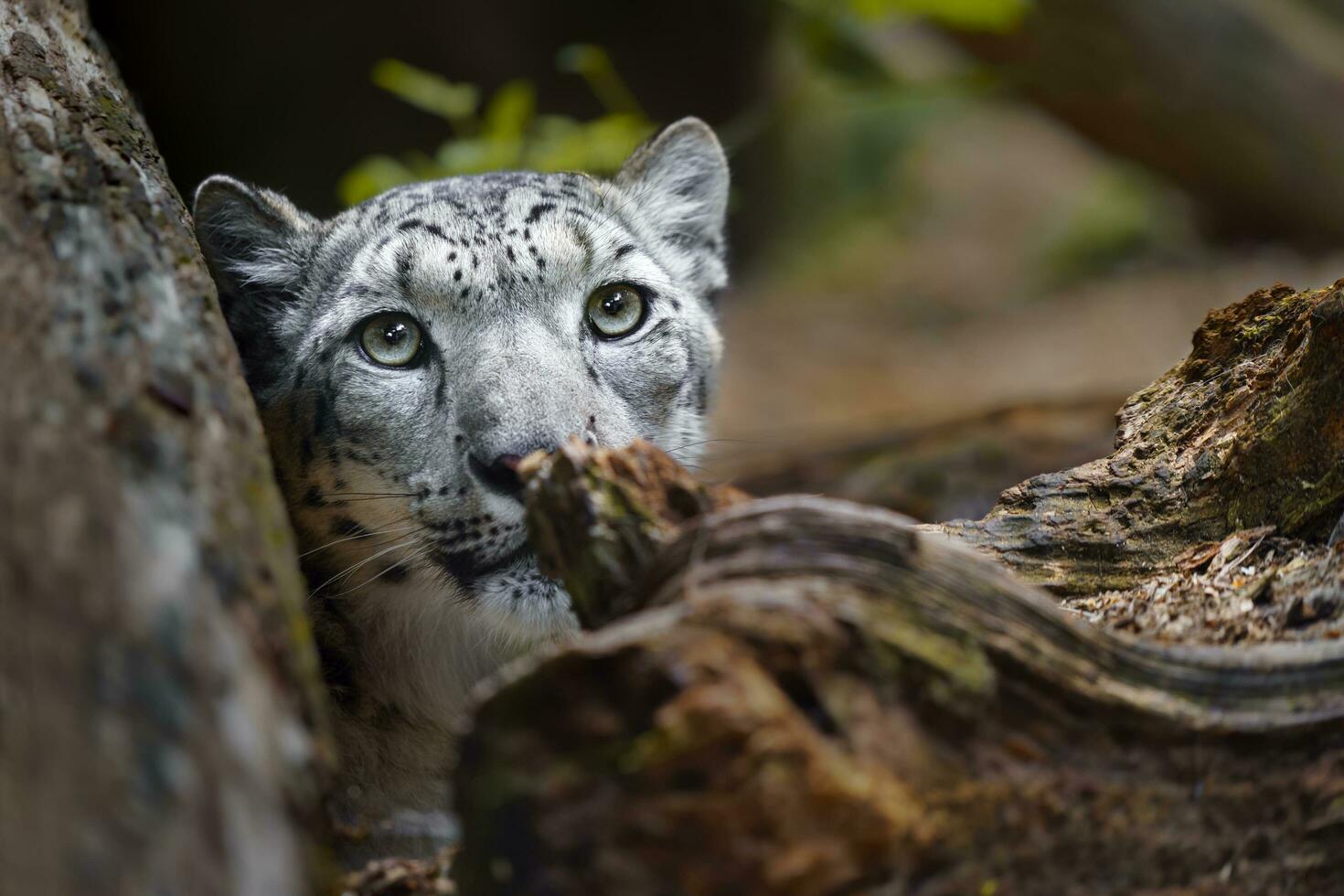 Portrait of Snow leopard in zoo photo