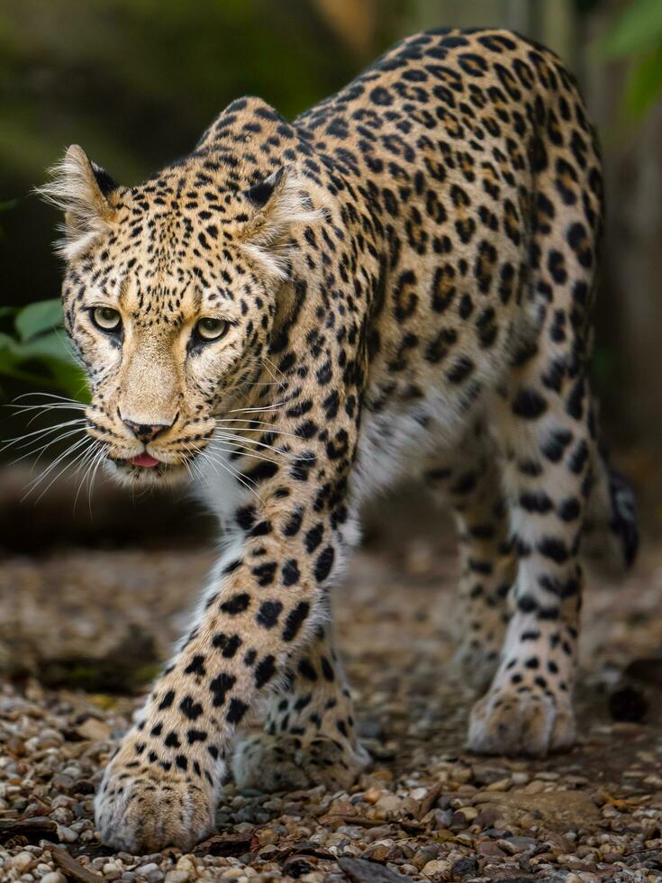 Portrait of Persian leopard in zoo photo