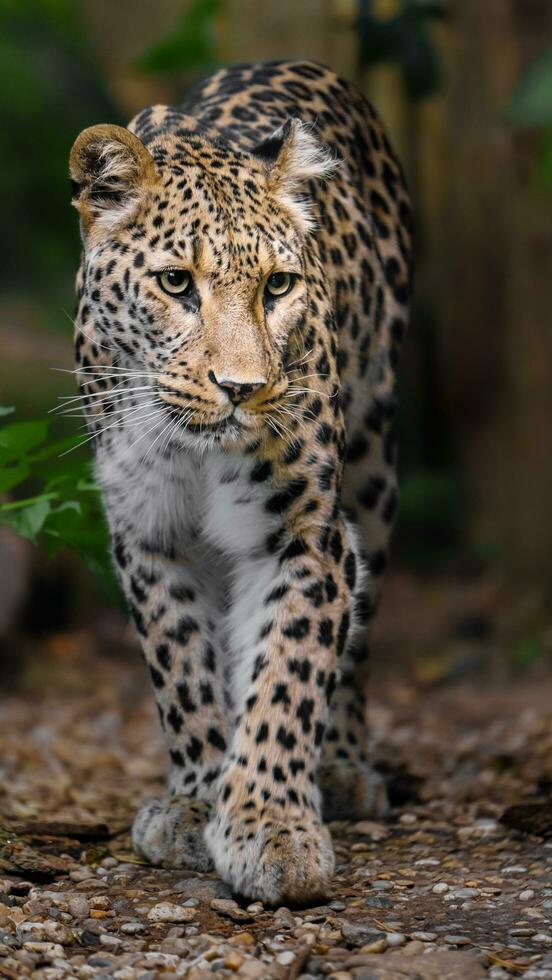 Portrait of Persian leopard in zoo photo