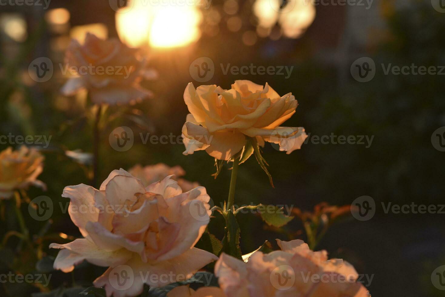 Creamy pink rose flowers in the setting sun. Beautiful orange flowers in the sun. photo