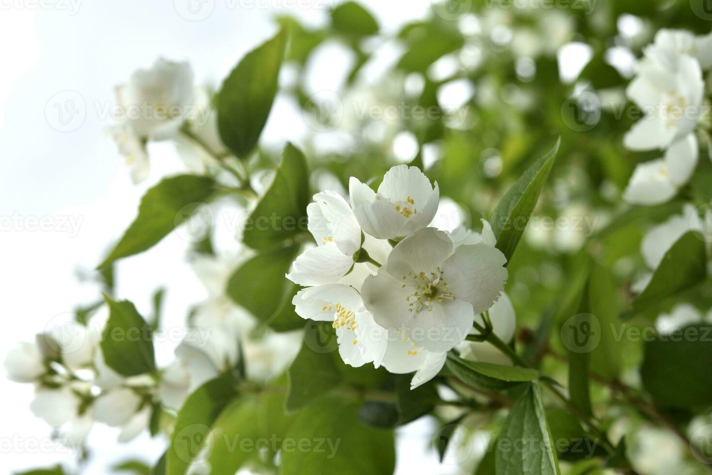 White jasmine flowers on a green bush. Large hydrangea flowers. Hydrangeaceae. Philadelphus. photo