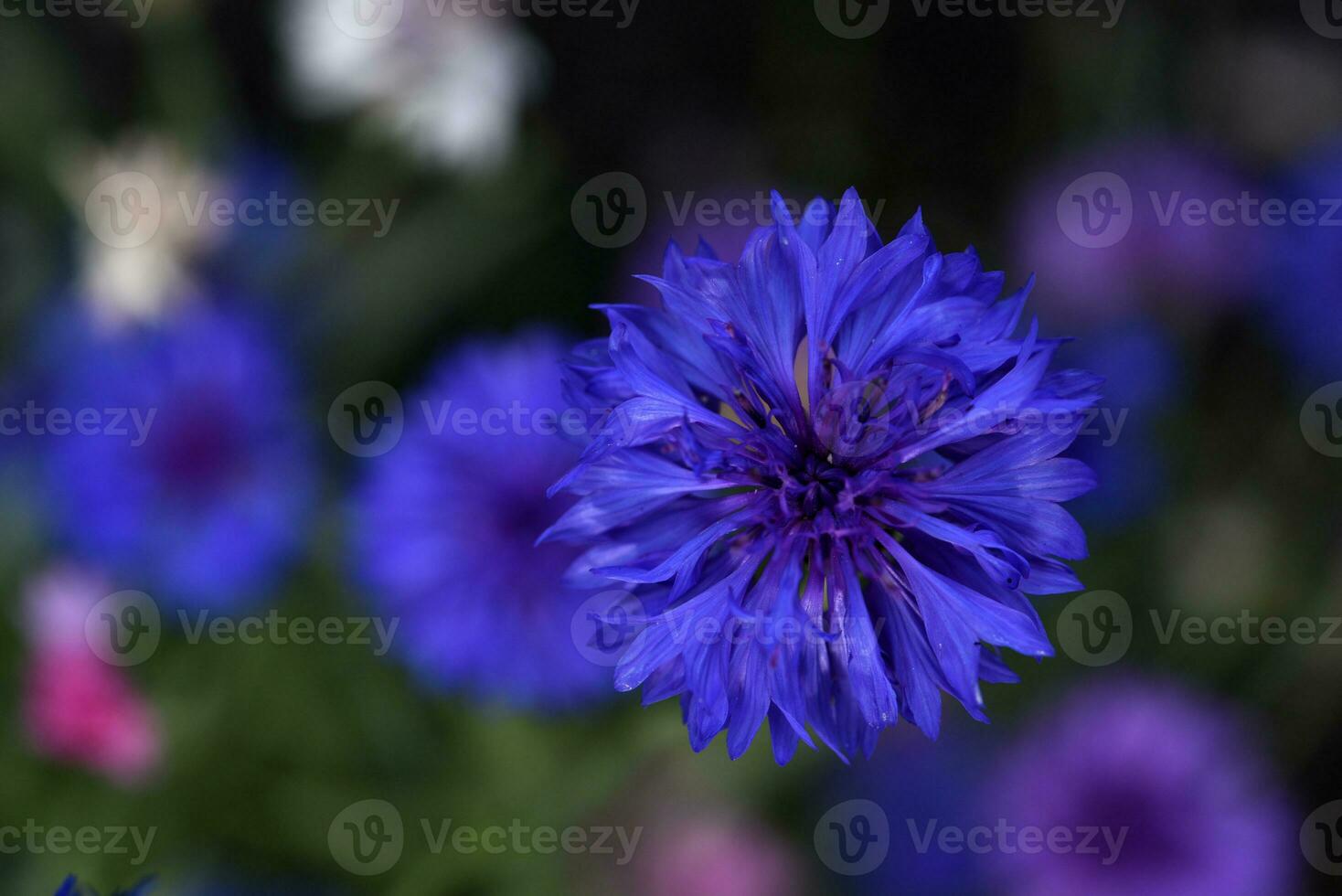 Centaurea paniculata. Aster flowers in the garden. Multicolored small Asteraceae flowers. photo