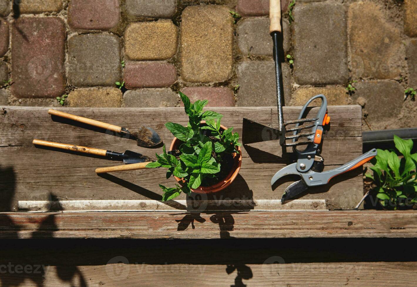 Flat lay composition with gardening tools, garden shears and a clay pot with planted mint leaves lying at the doorstep in a wooden gazebo. Still life photo