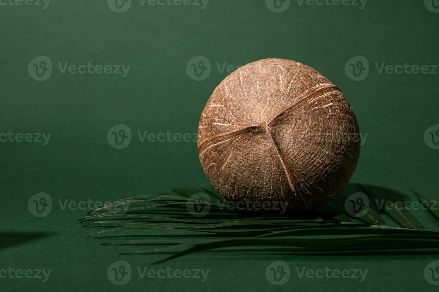 Tropical still life with a coconut and palm leaf, isolated over dark green background with copy advertising space photo