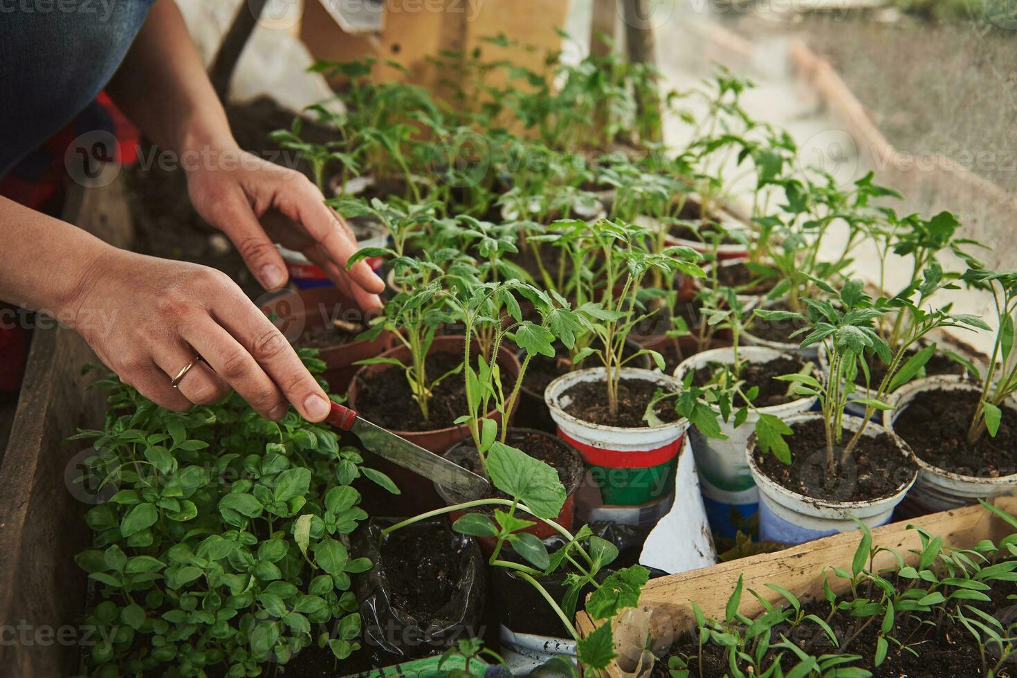 Close-up of female gardener hands engaged in growing tomatoes sprouts, seedlings and basil leaves in her own country home greenhouse. photo