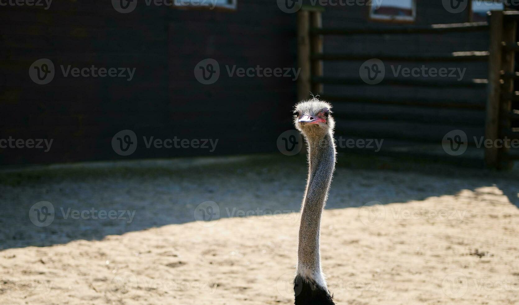 retrato de el cara de un avestruz en el zoo foto