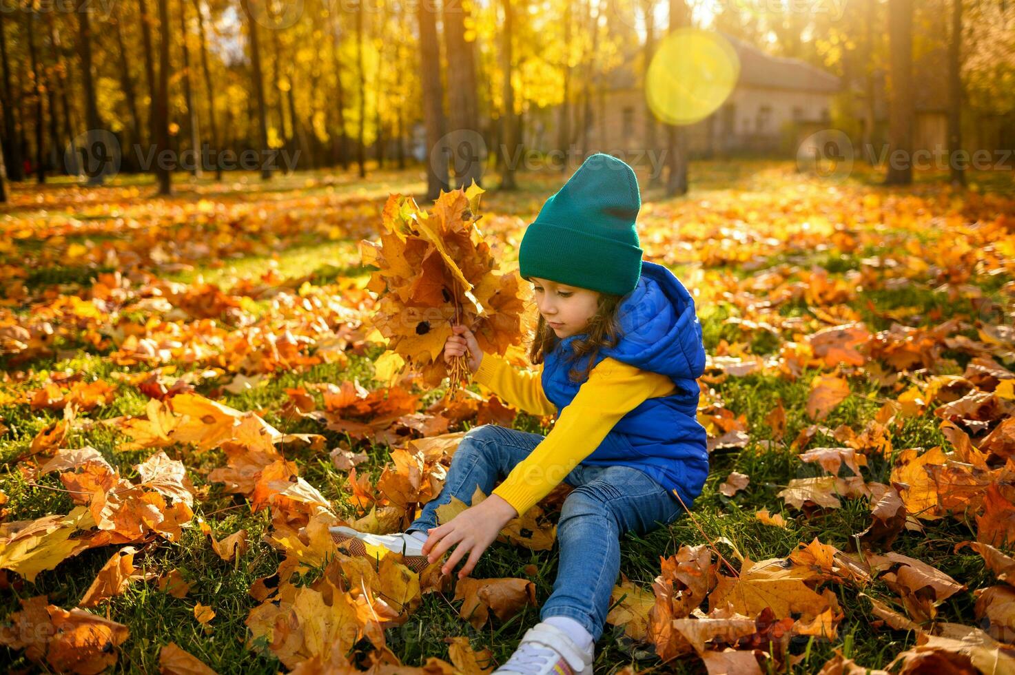 hermosa pequeño niña vistiendo verde de lana de punto sombrero, amarillo suéter, azul chaqueta y mezclilla vaqueros, sentado entre amarillo otoño hojas y coleccionar un ramo de flores de seco caído arce hojas a puesta de sol. foto