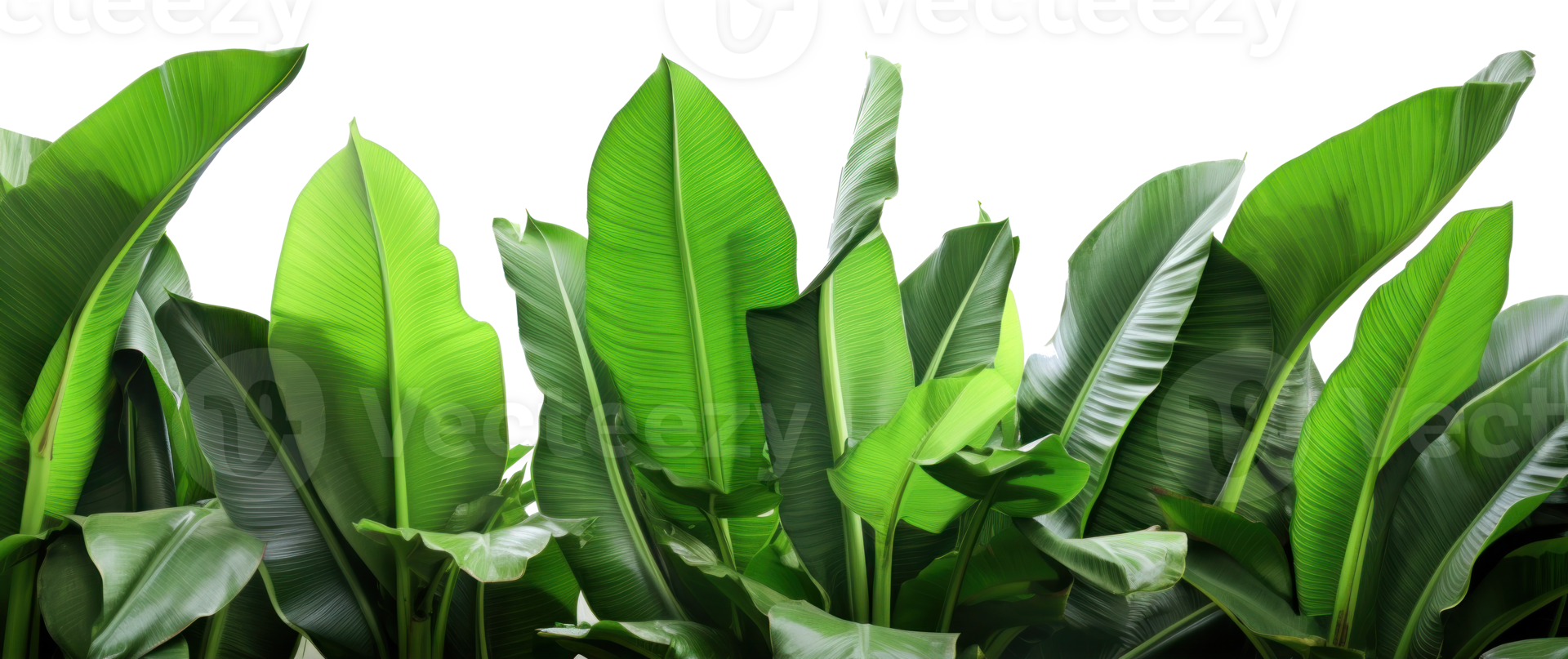 Group of banana leaves in row isolated png