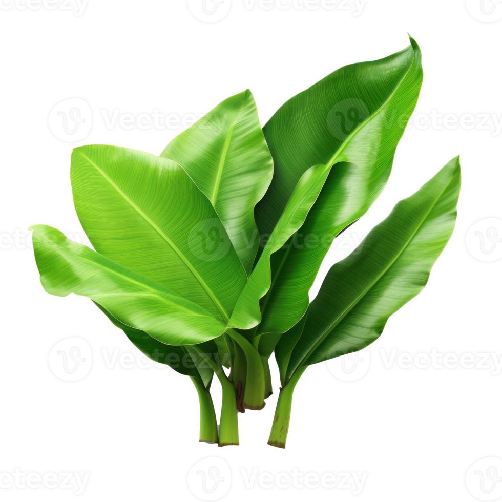 Banana leaves isolated png