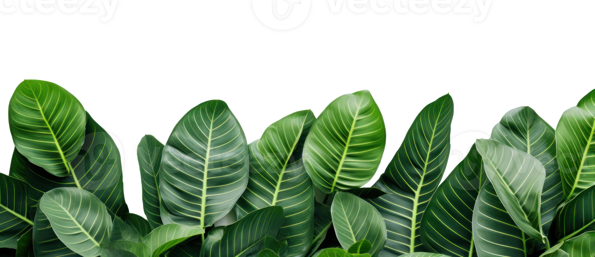 Group of banana leaves in row isolated png