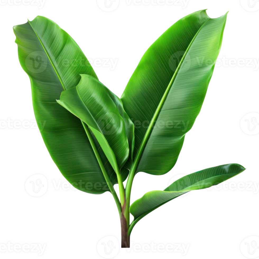 Banana leaves isolated 27032745 PNG