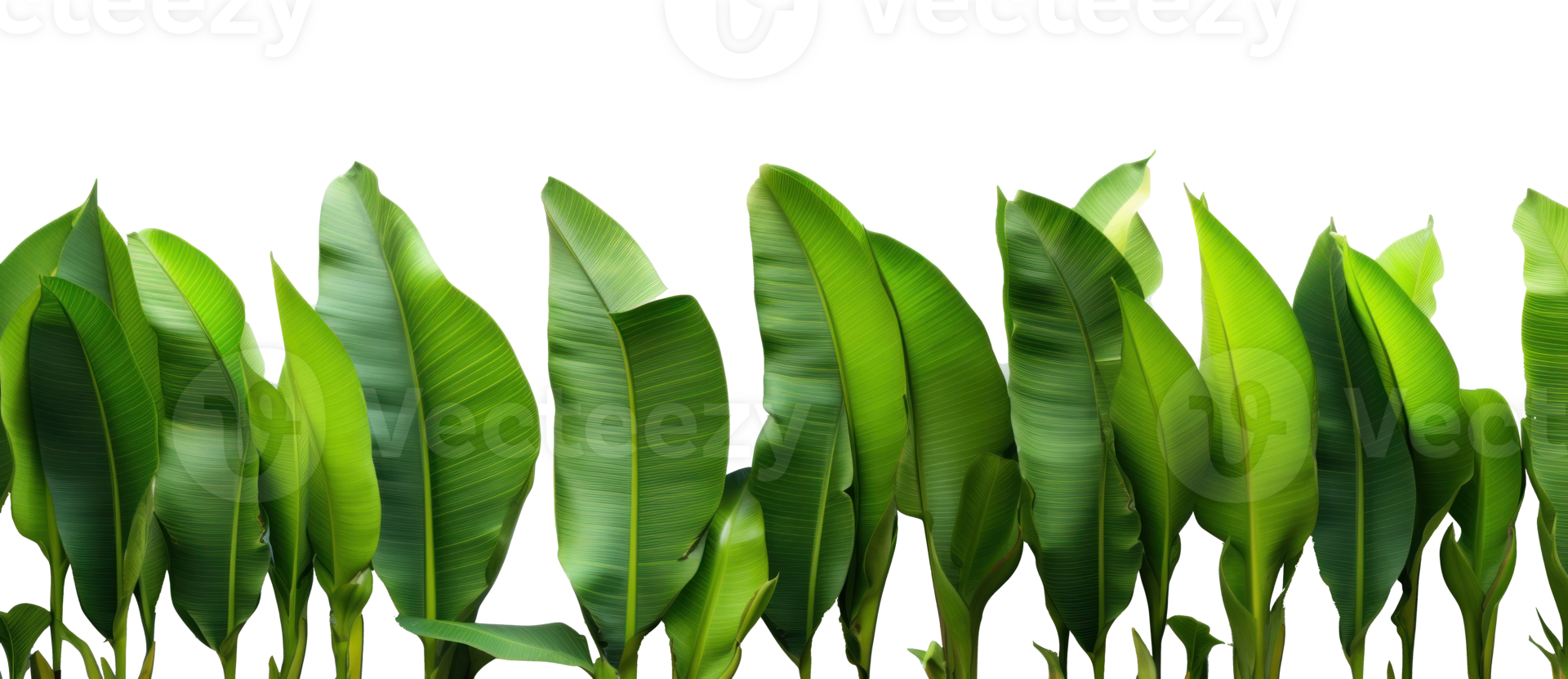 Group of banana leaves in row isolated png