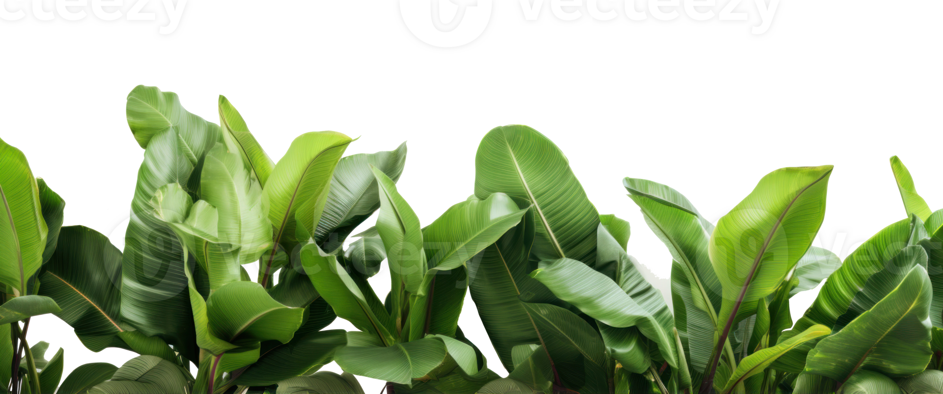 Group of banana leaves in row isolated png