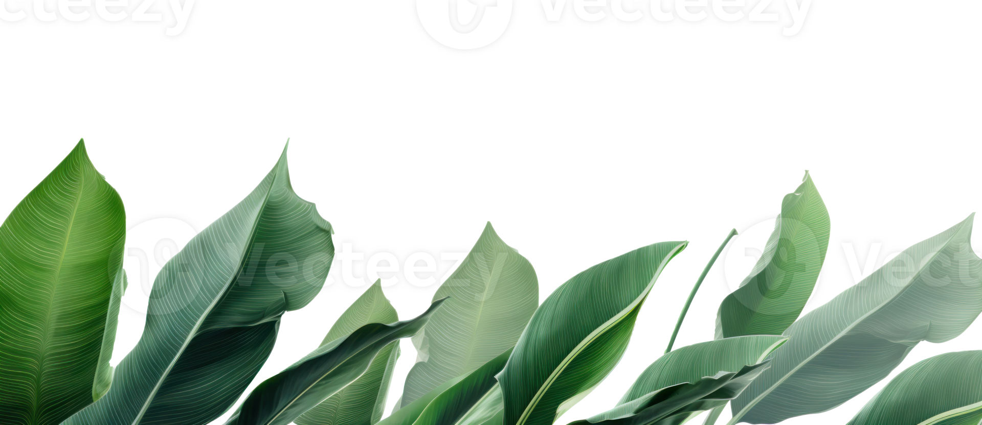 Group of banana leaves in row isolated png