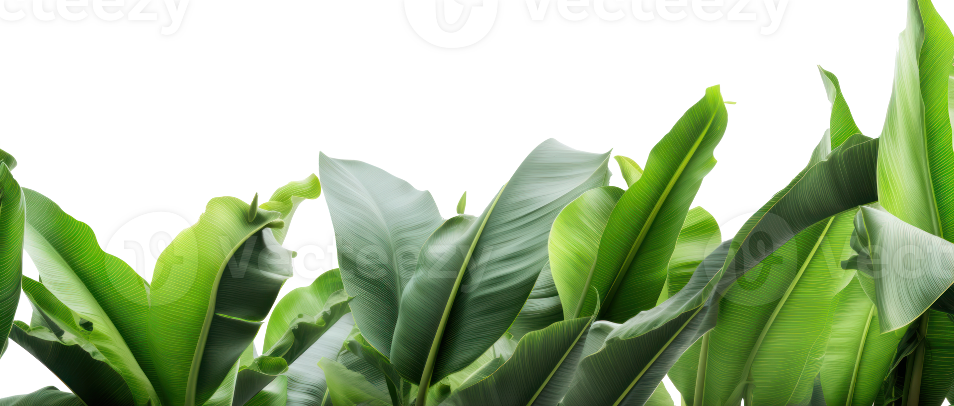 Group of banana leaves in row isolated png