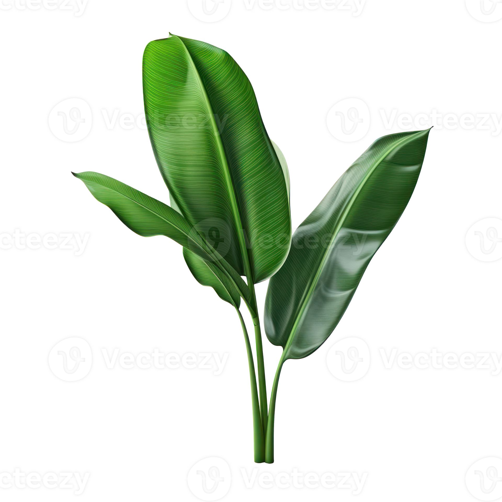 Banana leaves isolated 27032789 PNG