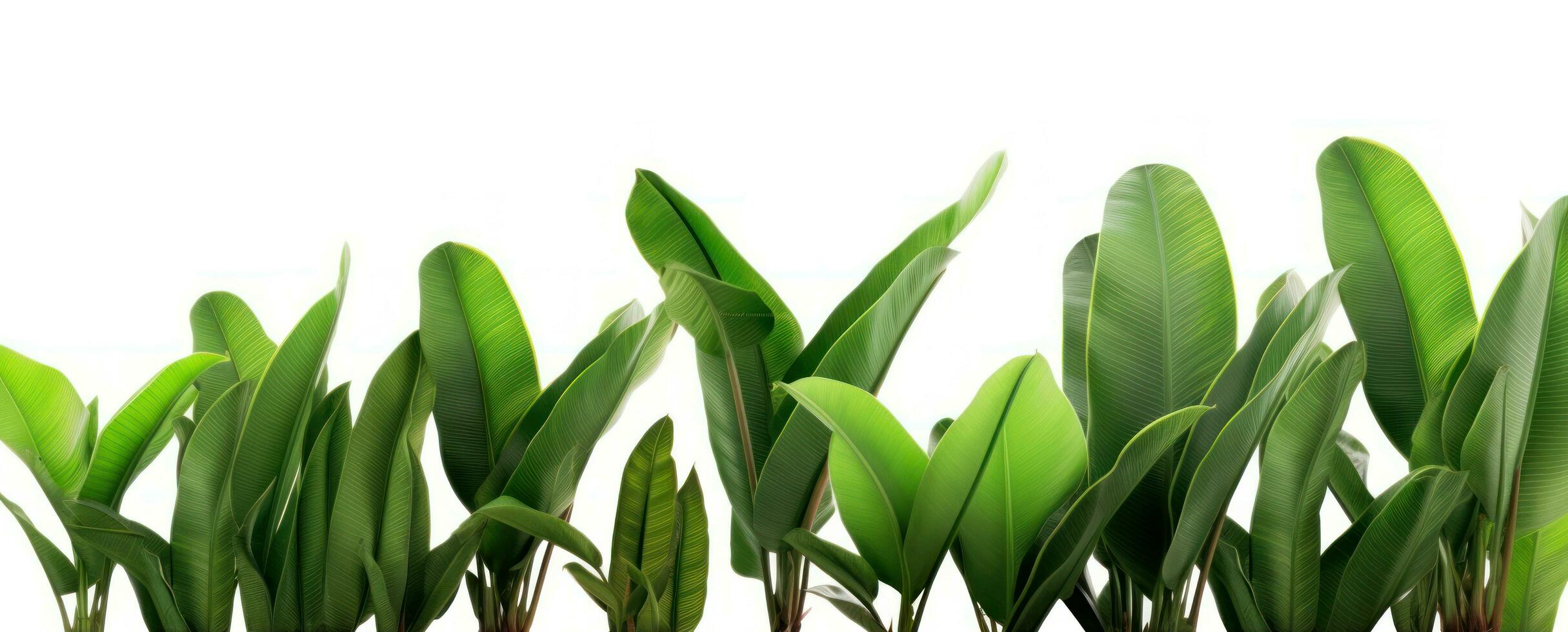 Group of banana leaves in row isolated photo