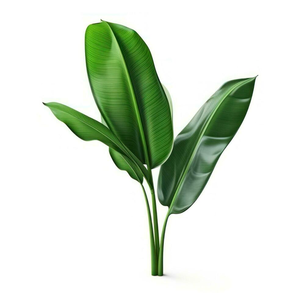 Banana leaves isolated photo