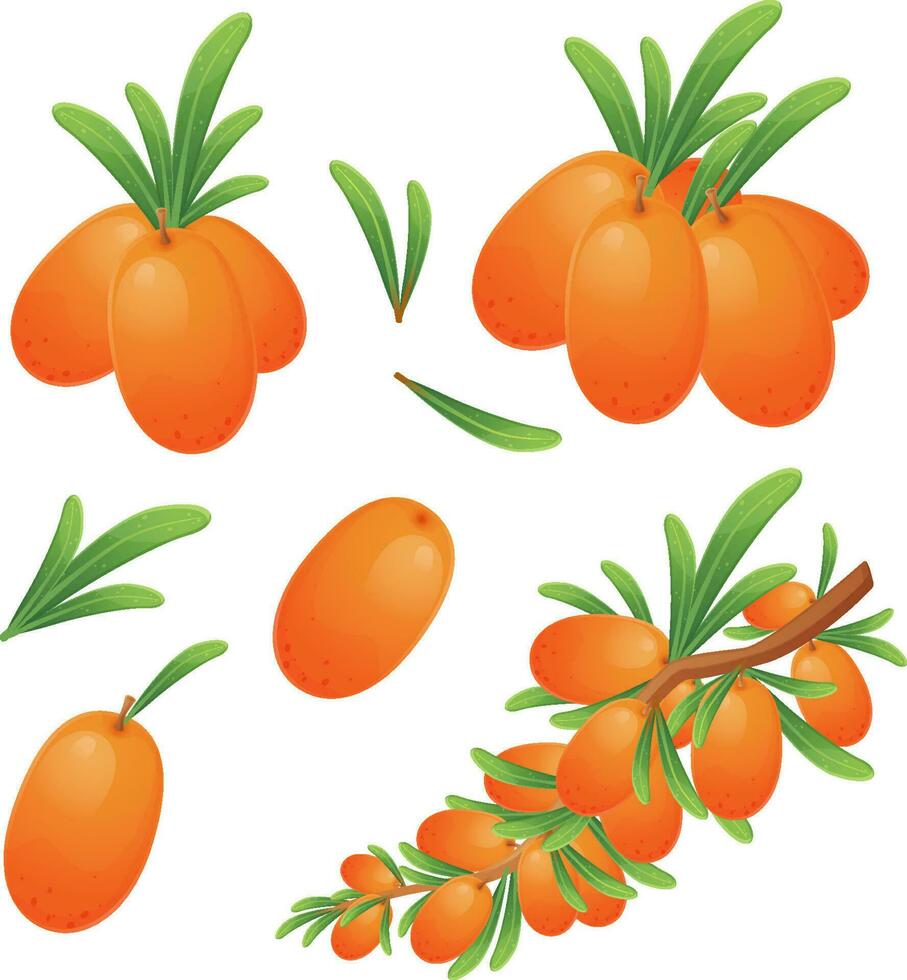 Realistic Cartoon Style Vector Illustration of Sea Buckthorn Berry Branches and Clusters Isolated on White Background