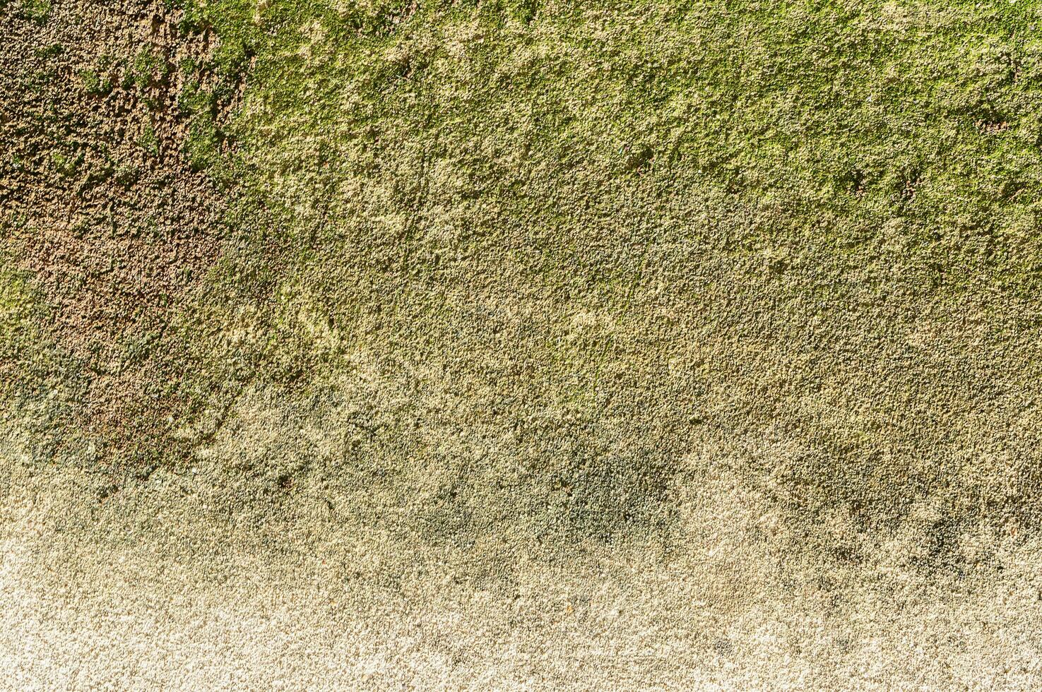 Cement wall with green moss photo
