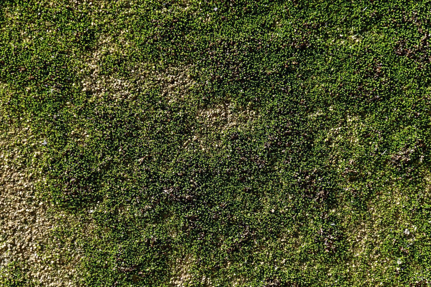 Cement wall with green moss photo