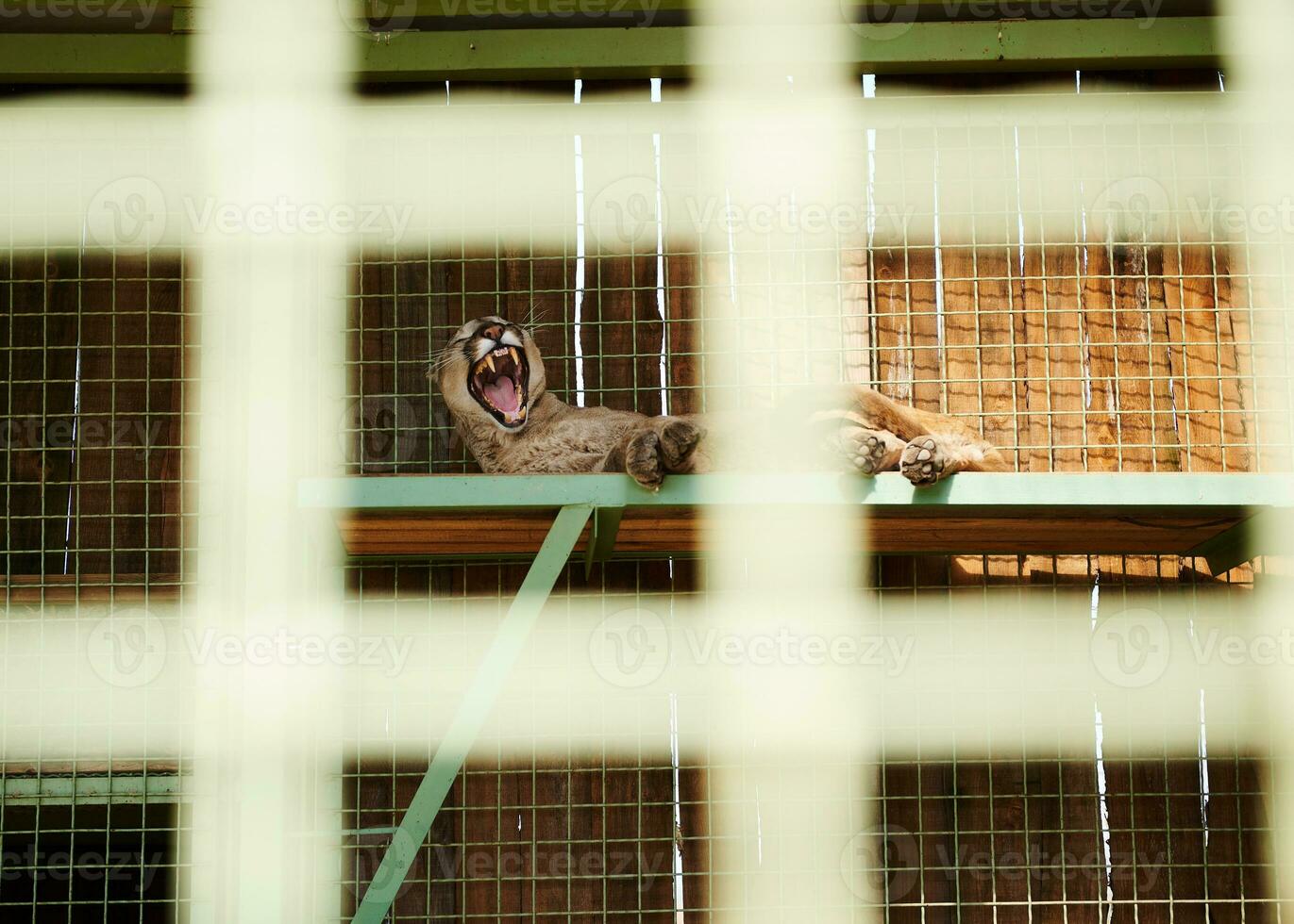 A wild cat resting in a zoo cage. Photography taken through the grate of a cage in a zoo photo