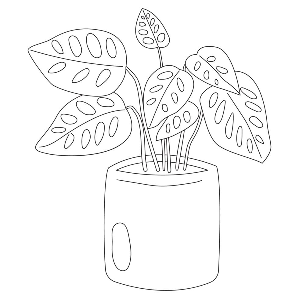 Monstera Adansonii Plant Outline 2D Illustrations png